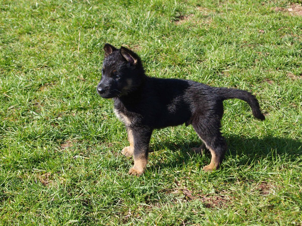Schäferhunde Mit Geradem Rücken Wir Erwarten Welpen schaeferhundvomstedtlingermoor.de