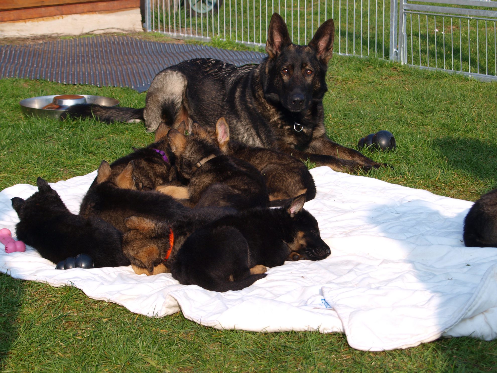 Schäferhunde Mit Geradem Rücken Wir Erwarten Welpen schaeferhundvomstedtlingermoor.de
